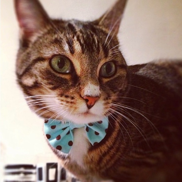 Meet your Posher, Judy - Picture 2 of 2